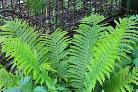 Fernの写真素材