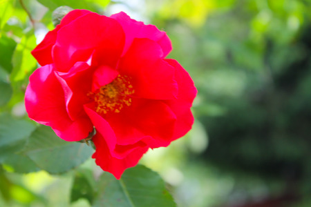 Red roseの写真素材