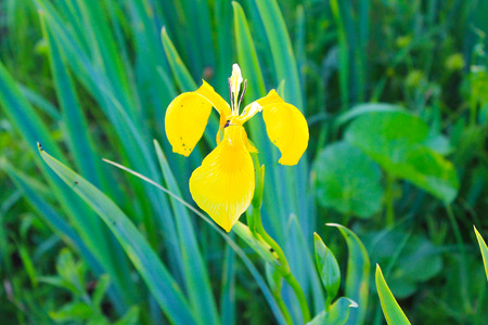 Wild yellow iris flowersの写真素材