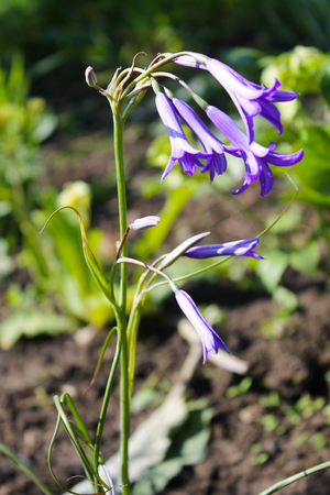 Blue campanulaの写真素材