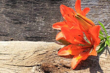 Orange lily on the wooden backgroundの写真素材