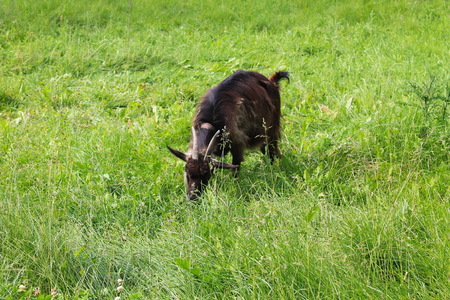 Small goat on pastureの写真素材