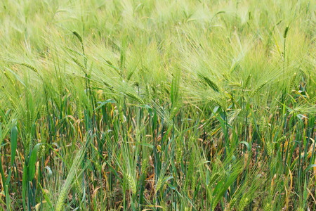 Field of green wheatの写真素材