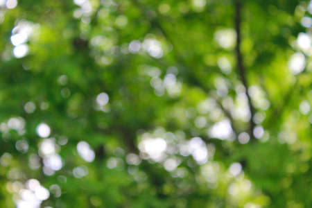 green blurred backgroundの写真素材