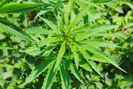 Cannabis (Marijuana) plantの写真素材
