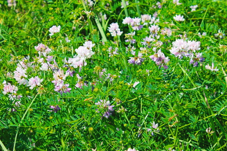 Crown Vetch (Securigera varia or Coronilla varia)の写真素材