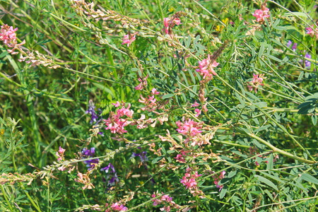 Pink alfalfa flowersの写真素材