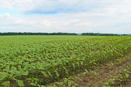 Field of young sunflower plantsの写真素材