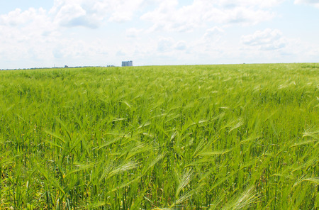 Field of green wheatの写真素材
