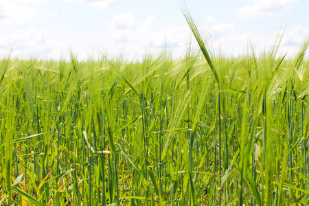 Field of green wheatの写真素材