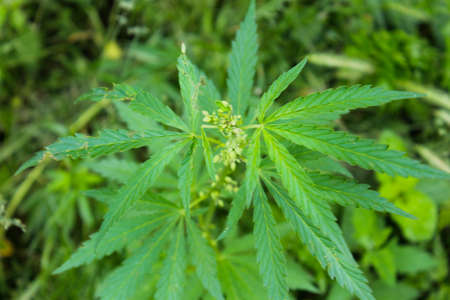 Cannabisの写真素材