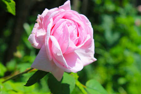Wild pink rose in the gardenの写真素材