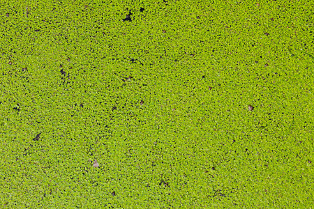Green duckweed backgroundの写真素材