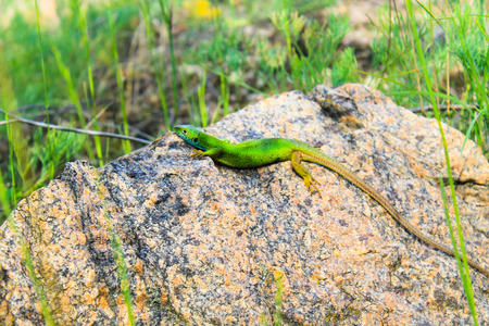 Lizard on the stoneの写真素材