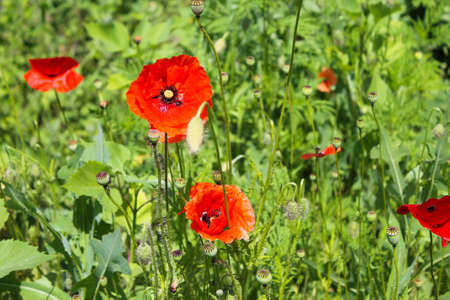 Red poppyのeditorial素材