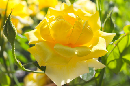 Yellow rose in gardenの写真素材