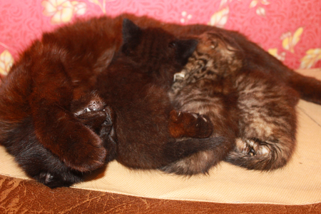 Cat nursing her newborn kittensの写真素材