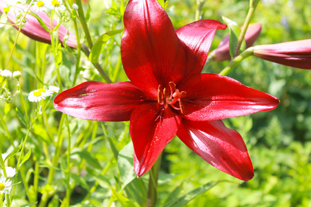 Lily in the gardenの写真素材