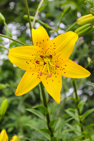 Lily in the gardenの写真素材
