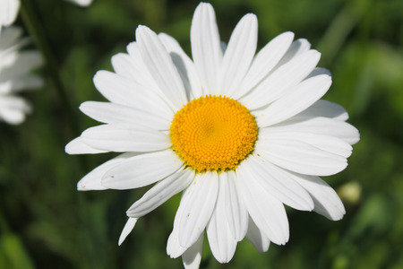 Camomile in gardenの写真素材