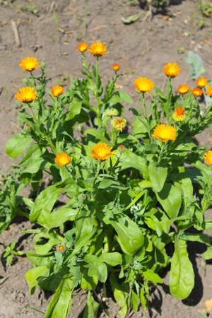 Calendula flowers in gardenの写真素材