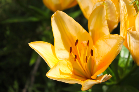 Lily in the gardenの写真素材