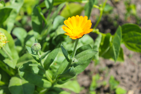Calendula flowers in gardenの写真素材