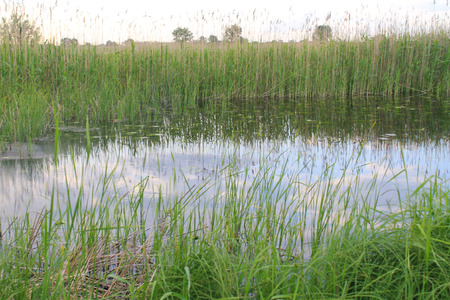 River with reeds on the shoreの写真素材