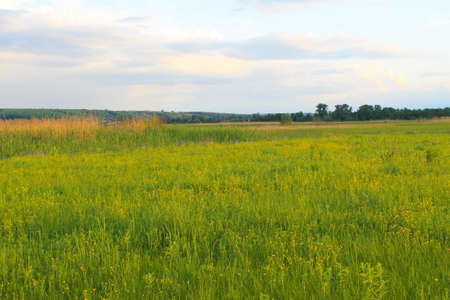 Green meadow and blue skyの写真素材