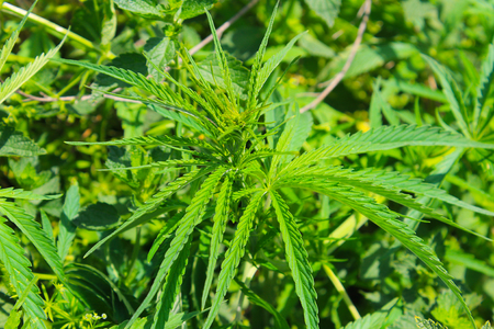 Cannabis (Marijuana) plantの写真素材