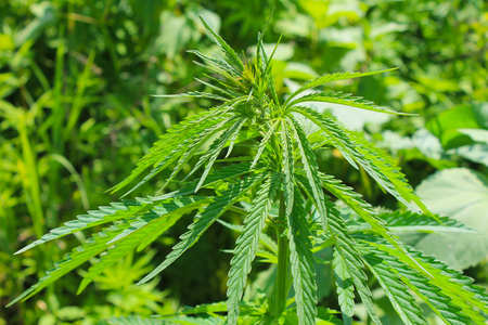 Cannabis (Marijuana) plantの写真素材