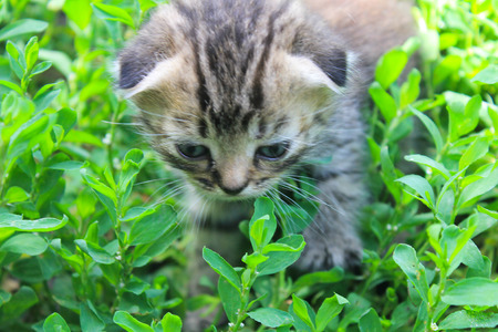 British kitten on green grassの写真素材