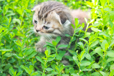 British kitten on green grassの写真素材