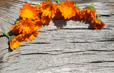 Calendula flowers on the wooden backgroundの写真素材