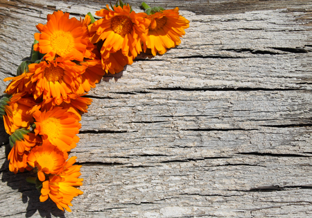 Calendula flowers on the wooden backgroundの写真素材