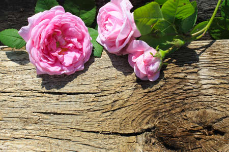 Wild pink rose on the wooden backgroundの写真素材