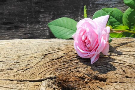Wild pink rose on the wooden backgroundの写真素材