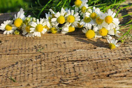 Camomile flowers on the wooden backgroundの写真素材