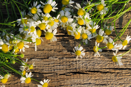 Camomile flowers on the wooden backgroundの写真素材