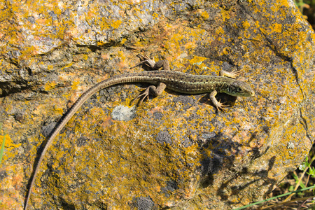 Lizard on the stoneの写真素材