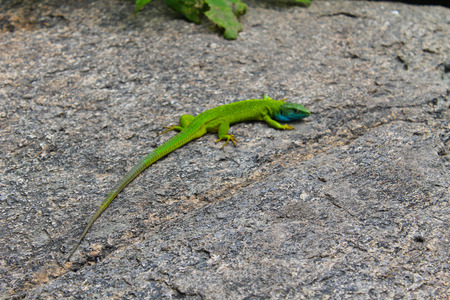 Lizard on the stoneの写真素材