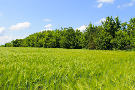 Field of green wheatの写真素材