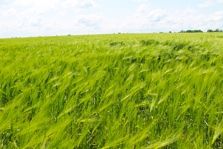 Field of green wheatの写真素材