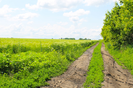 Field of green wheatの写真素材