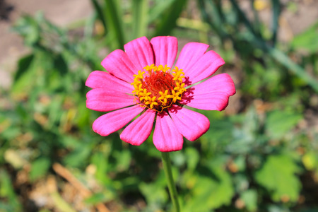 Pink zinnia flowerの写真素材