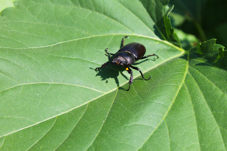 Stag-beetle female on leafの写真素材