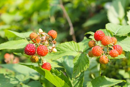 Bush of raspberryの写真素材