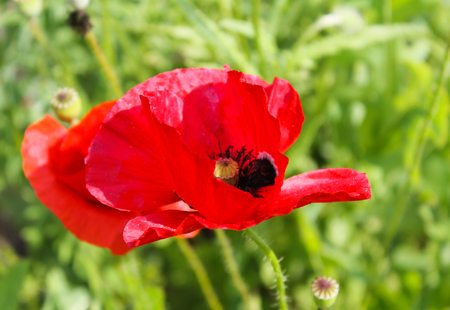 Red poppyの写真素材