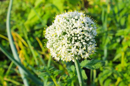 Onion blossomの写真素材