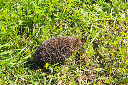 Hedgehog on green grassの写真素材